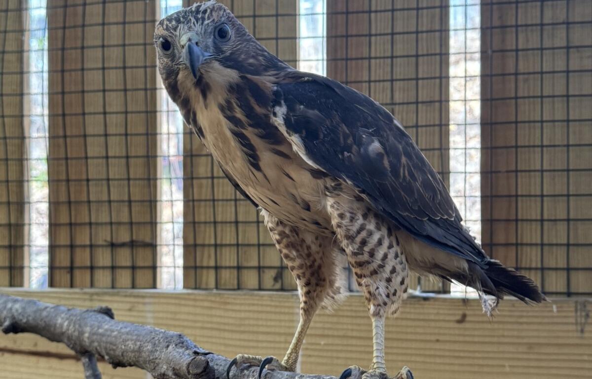 A broad-winged hawk perched on a branch.