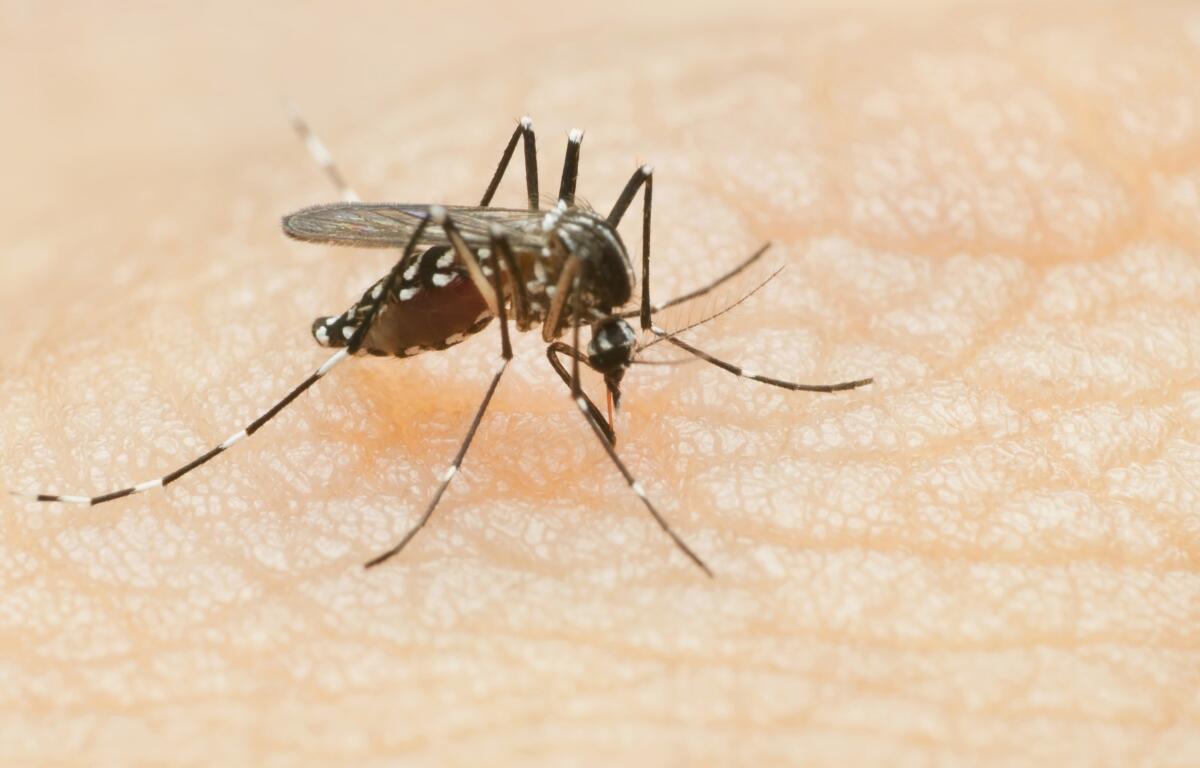 Up close of a mosquito