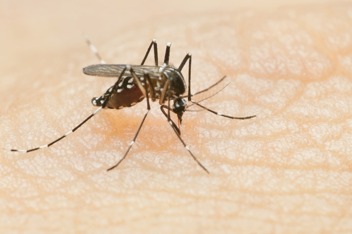 Up close of a mosquito