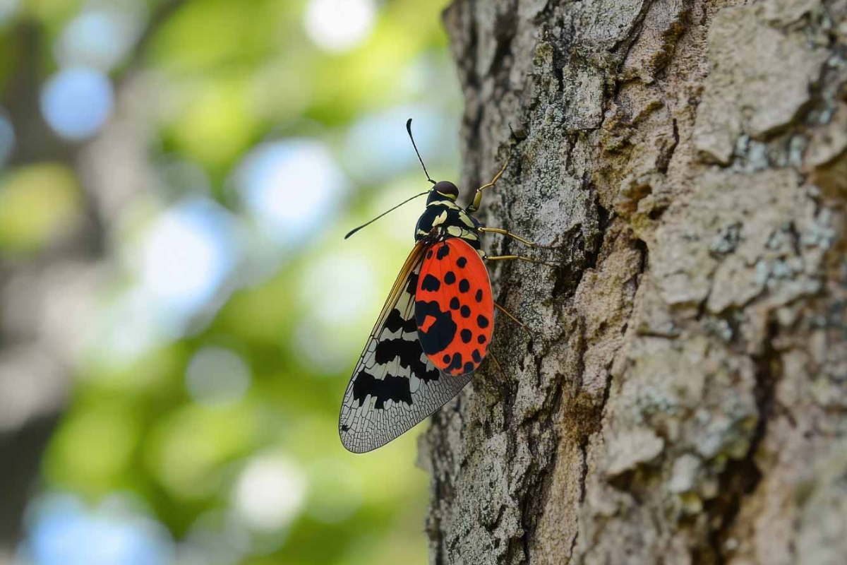Up close of a spotted lanternfly on a tree.