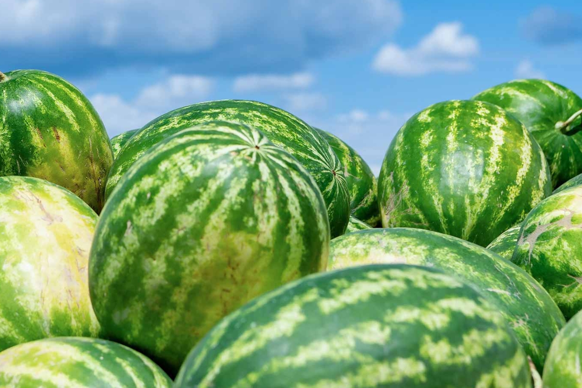 Up close of several watermelons.
