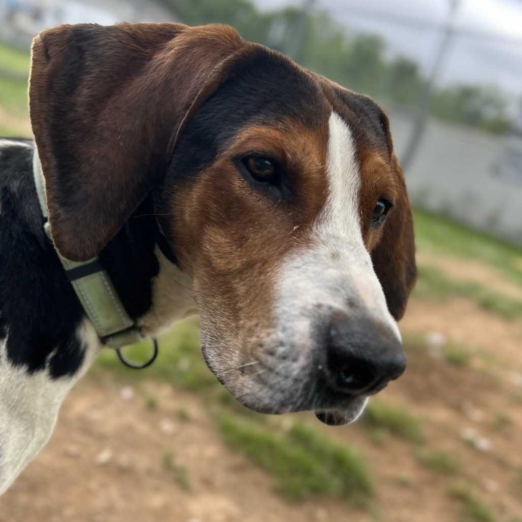 Up close photo of Frankie the beagle.