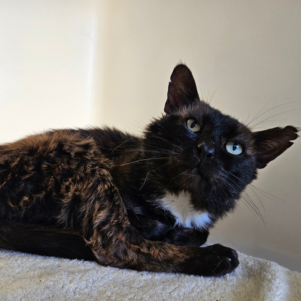 A brindle and white cat.
