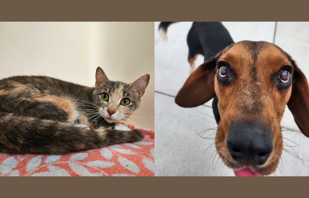 A gray and orange cat laying on a table and an up close photo of a beagle.