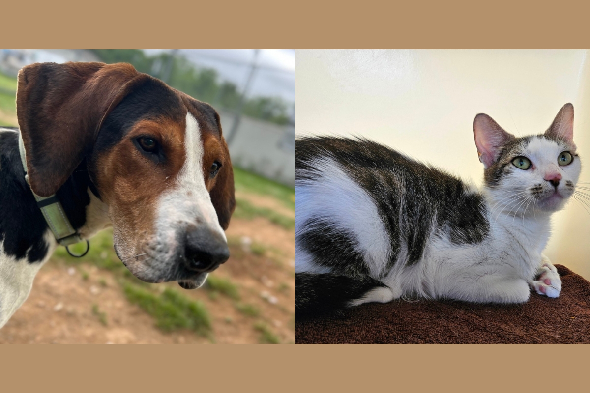 A beagle and a gray and white cat.