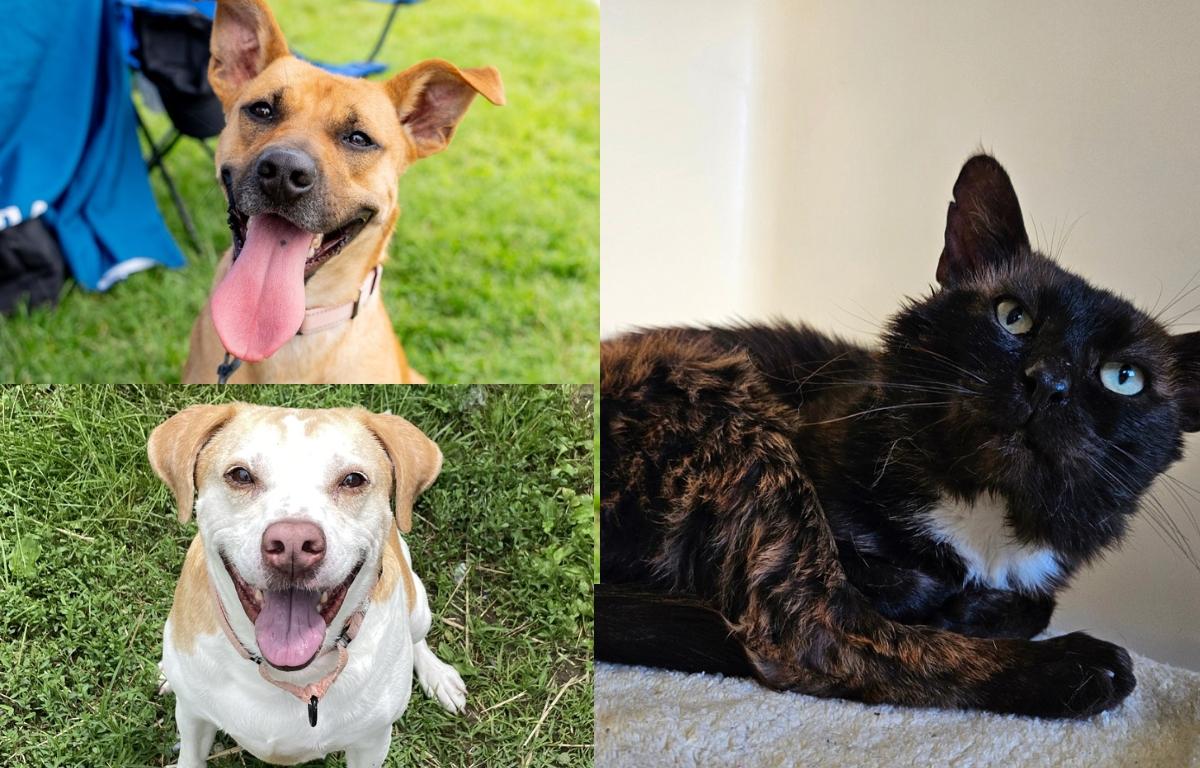 A tan and black dog, a white and tan dog, and a brindle and white cat.