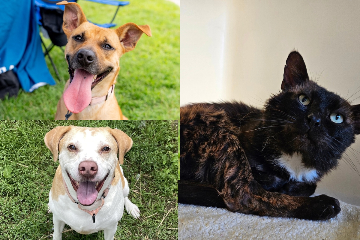 A tan and black dog, a white and tan dog, and a brindle and white cat.