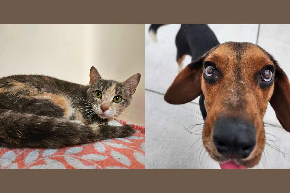 A gray and orange cat laying on a table and an up close photo of a beagle.