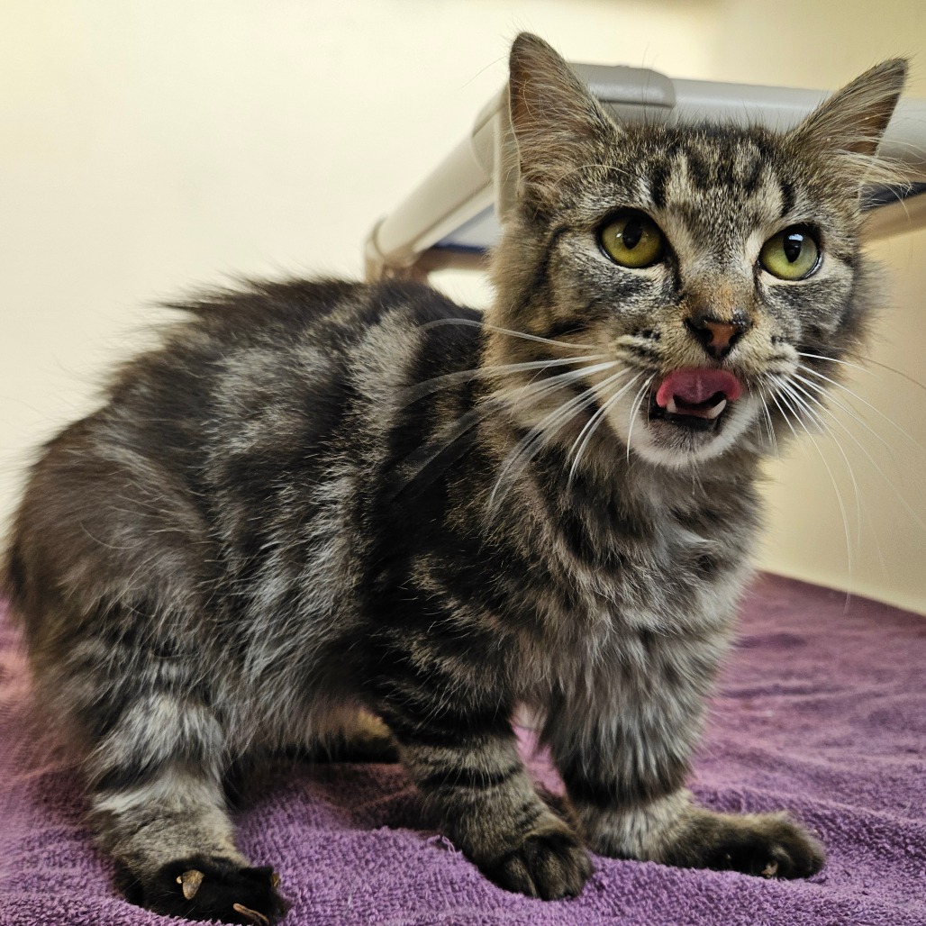 A domestic shorthair cat.