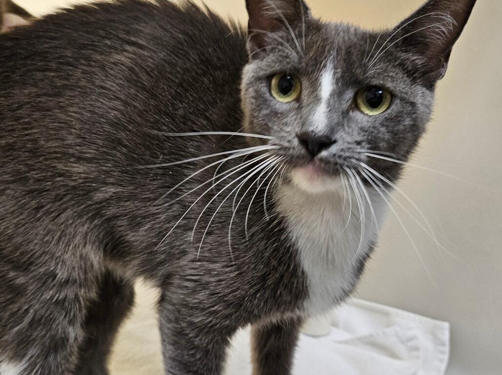Octave Bogey Meet Bogey, Tobi, and Giorgio | RHSPCA Pets of the Week - Rocktown Now