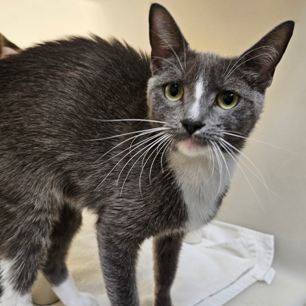 A gray and white cat.