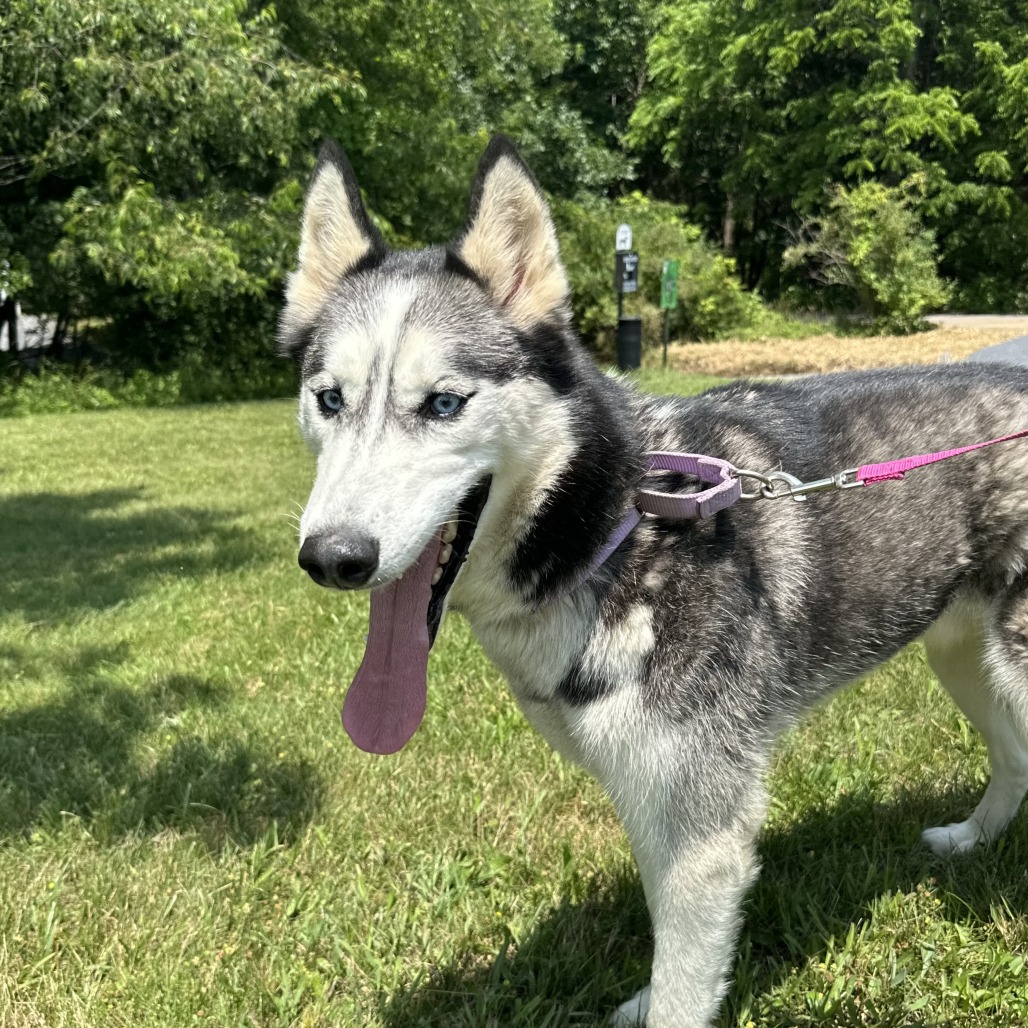 Husky dog