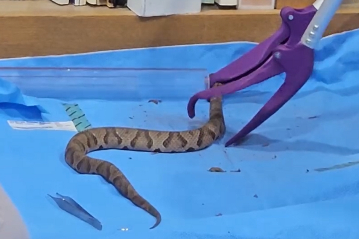 Up close of a copperhead snake