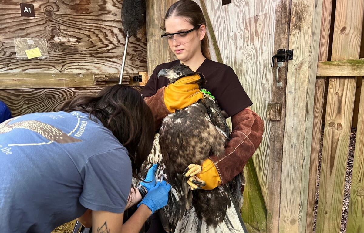 A Wildlife Center worker holding a bald eagle while another work inspects its claws.