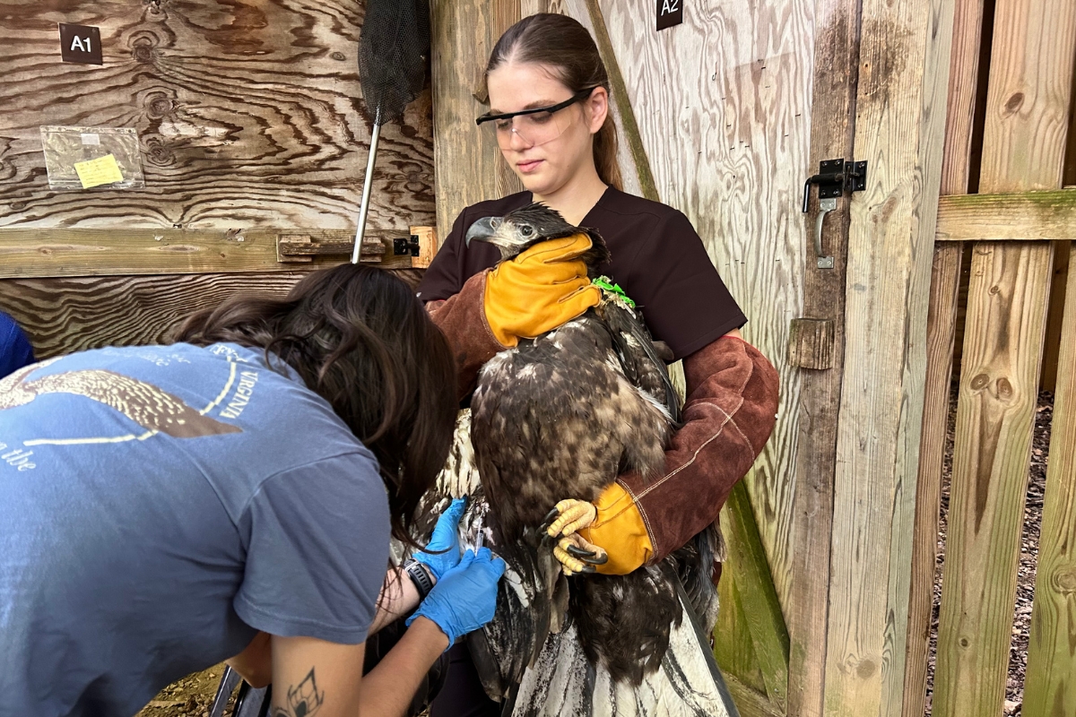 A Wildlife Center worker holding a bald eagle while another work inspects its claws.