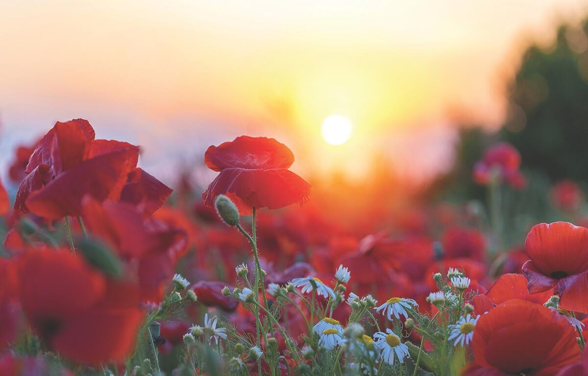 Red flowers in front of a sunset