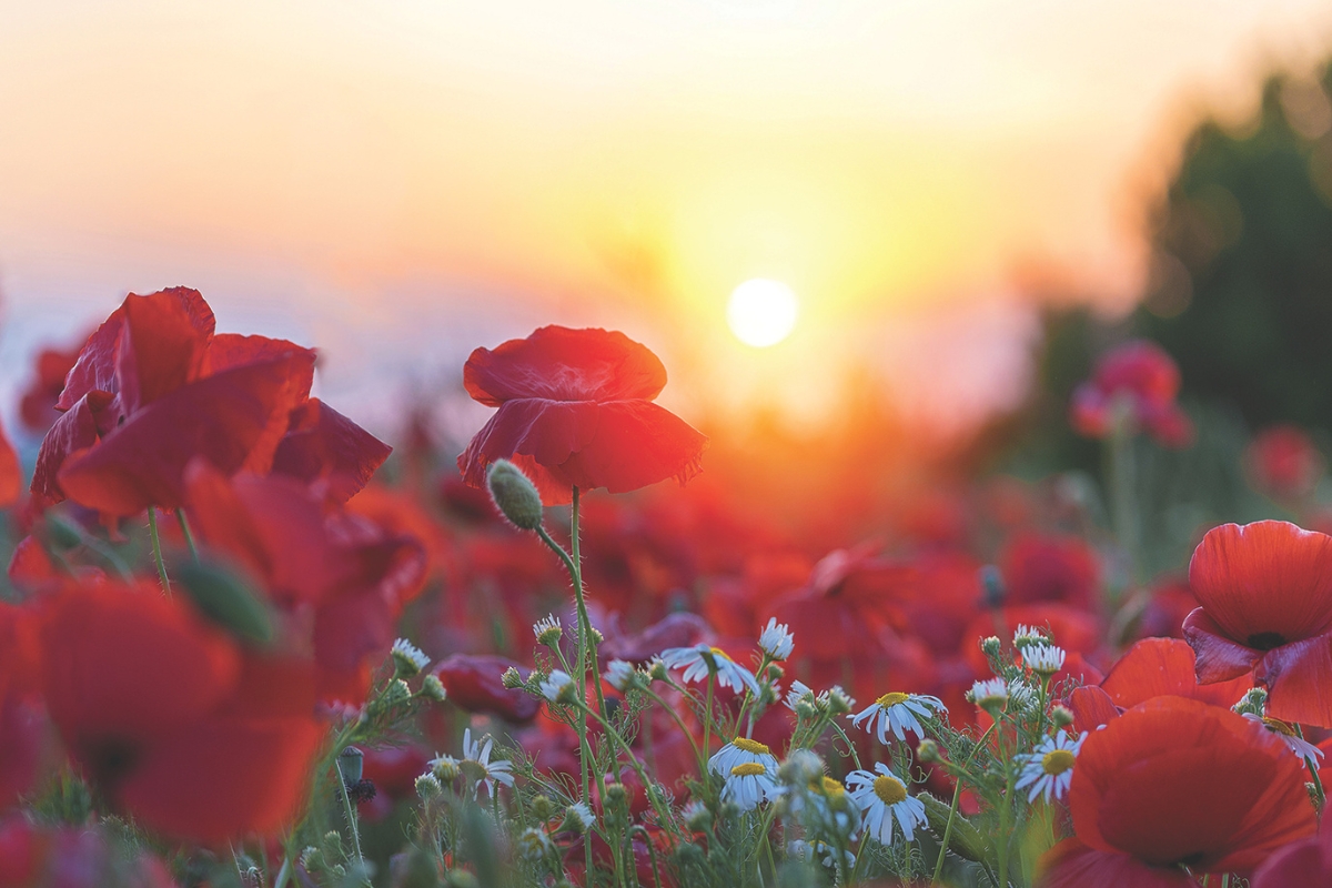 Red flowers in front of a sunset