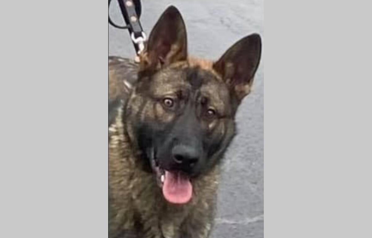 An up close photo of K9 Diablo, a German Shepard.