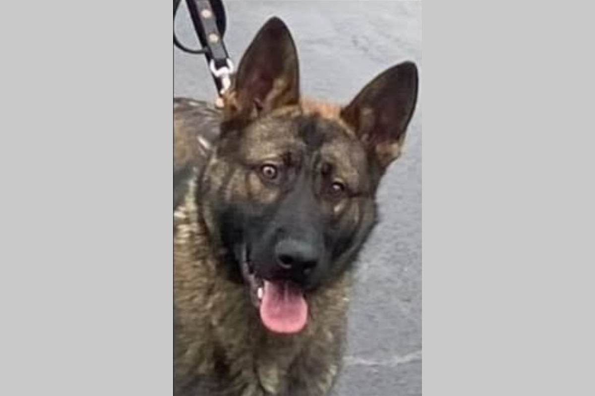 An up close photo of K9 Diablo, a German Shepard.