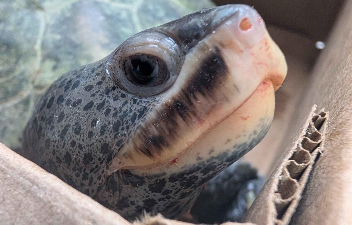 Up close of a Northern Diamondback Terrapin.