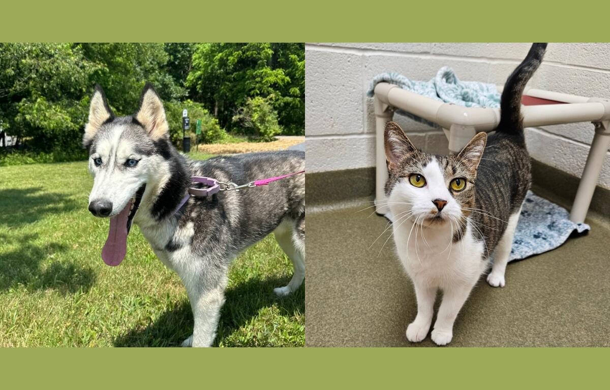 A husky and a tabby and white cat.