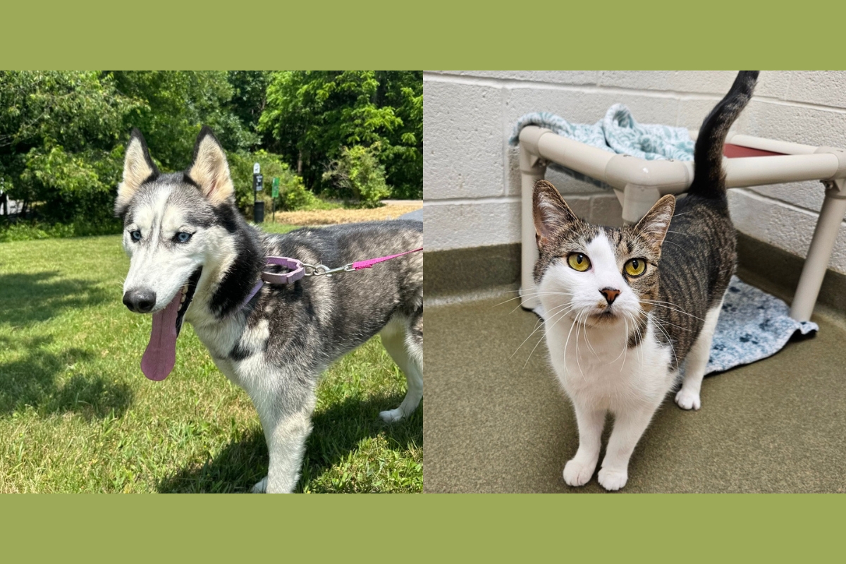A husky and a tabby and white cat.
