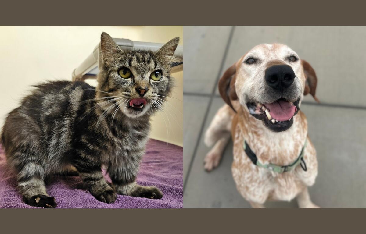 A tiger striped domestic shorthair cat and a tan and white spotted dog.