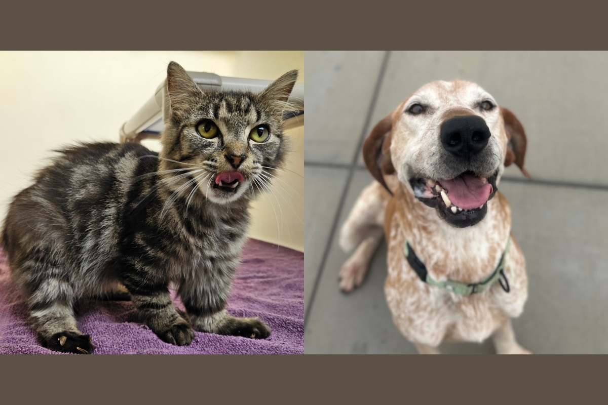 A tiger striped domestic shorthair cat and a tan and white spotted dog.