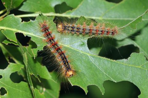 Spongy moth Gypsy moth