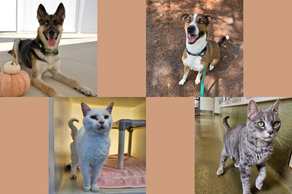 RHSPCA Fall Pets