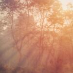 Fog covering trees