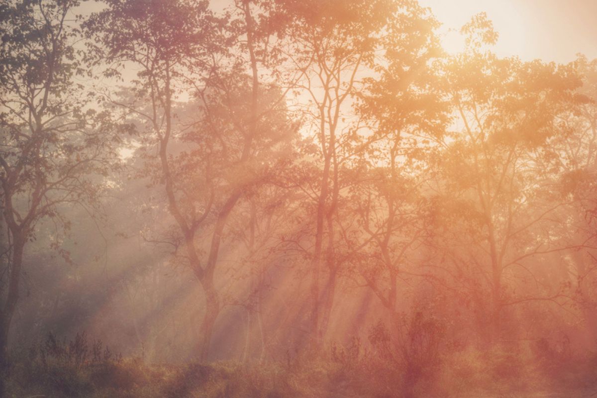 Fog covering trees