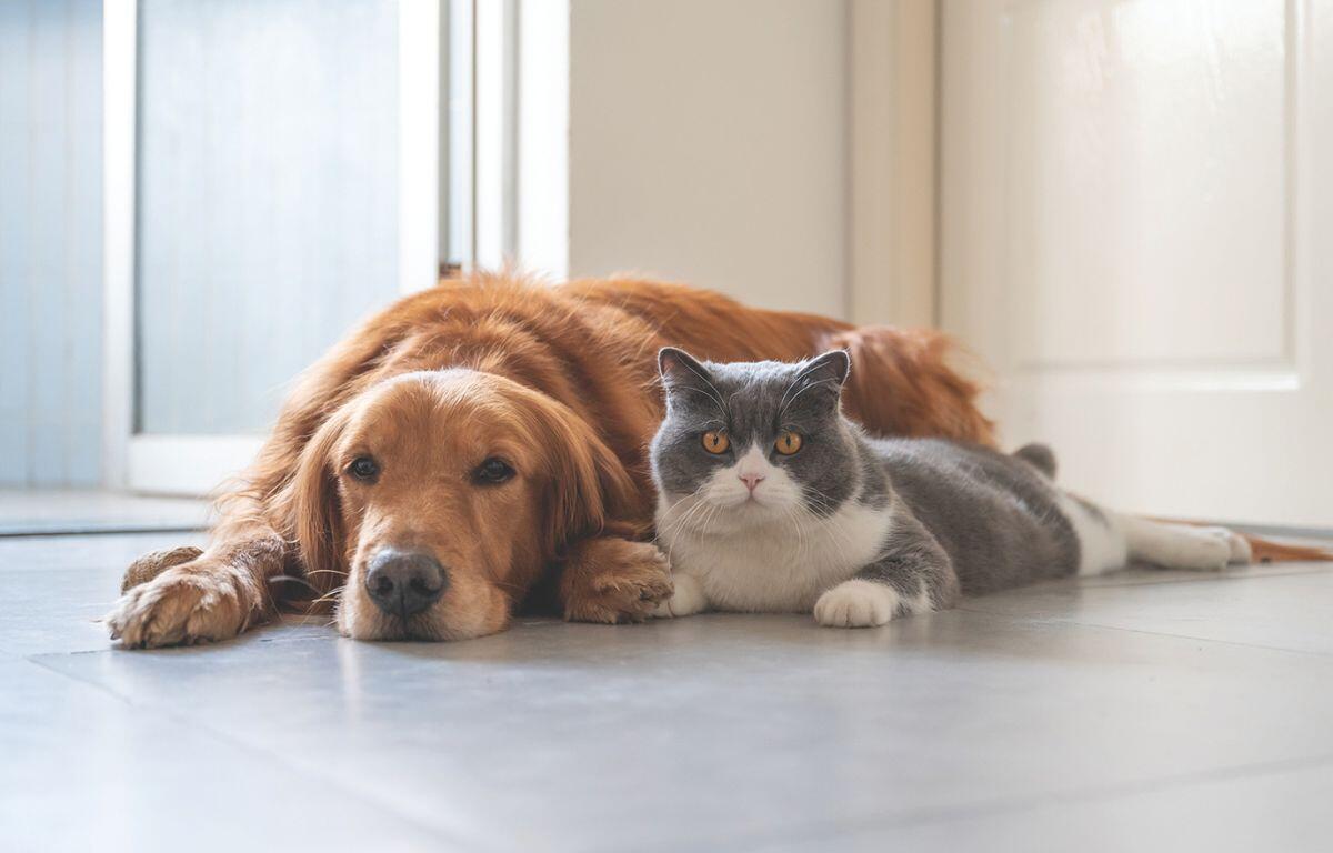 Dog and Cat