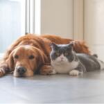 Dog and Cat