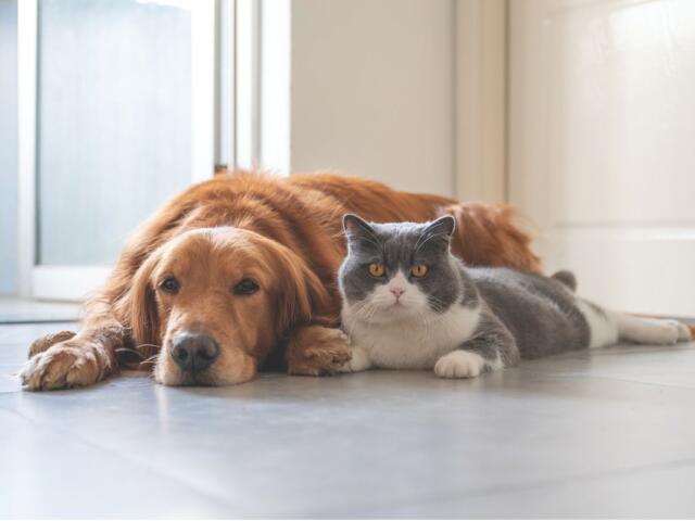 Dog and Cat
