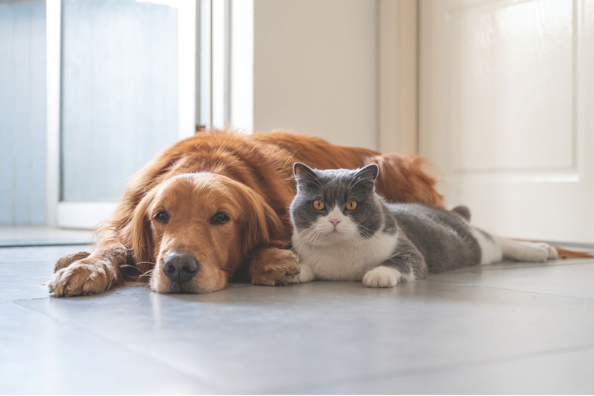Dog and Cat