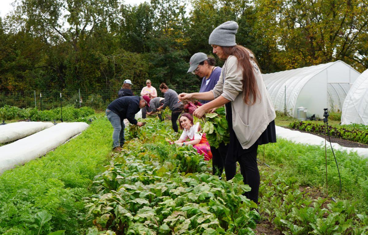 Teachers harvest produce at the Waynesboro Education Farm as part of the hands-on Farm to Fork professional development.