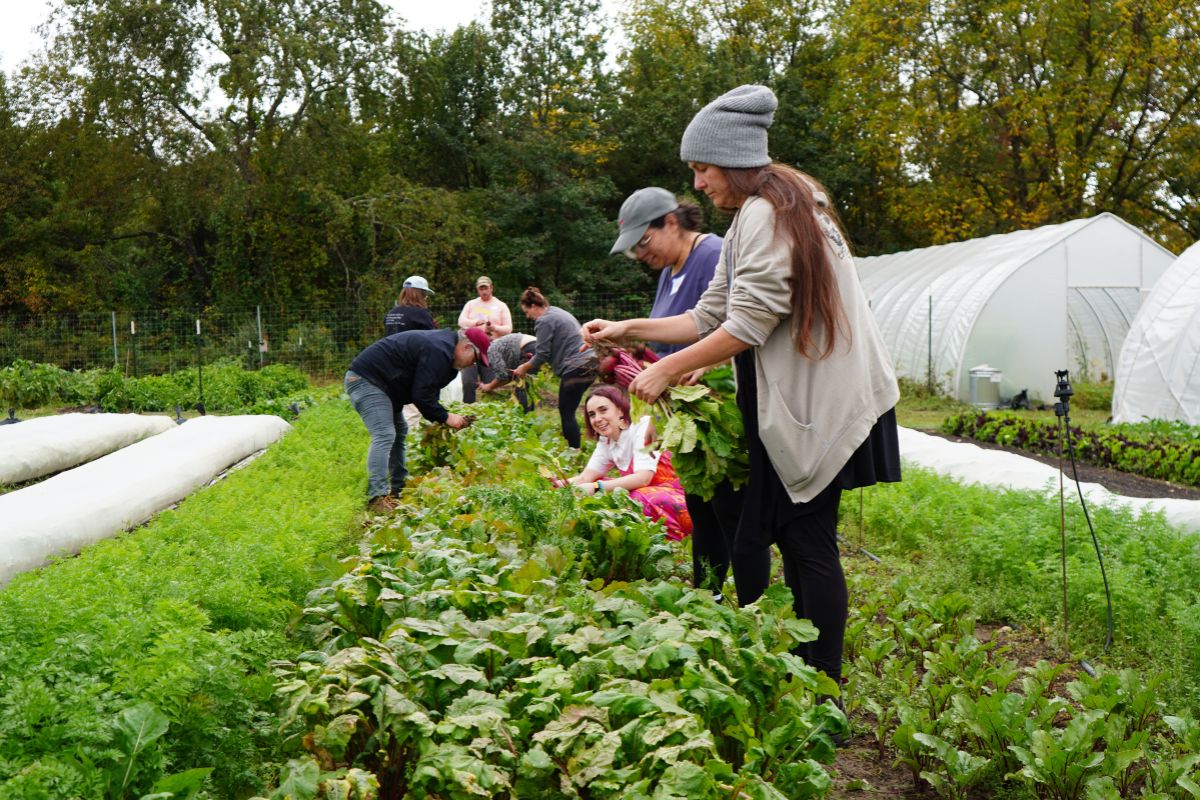 Teachers harvest produce at the Waynesboro Education Farm as part of the hands-on Farm to Fork professional development.