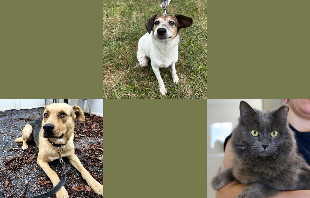 Marley. Dahlia and Janet