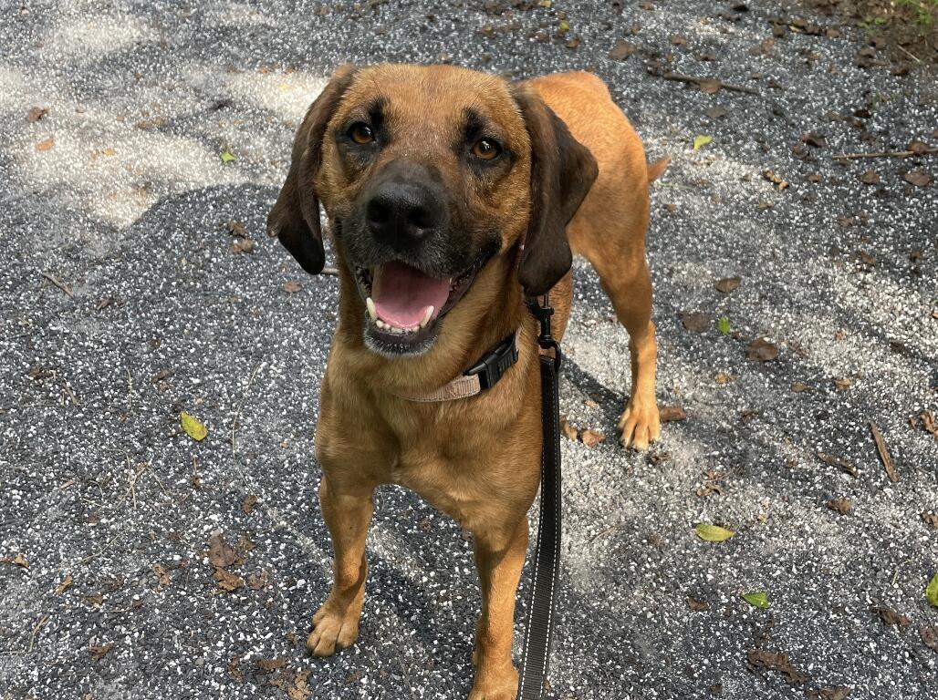 A tan and brown hound.