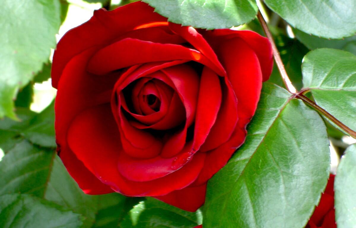 rose red bush