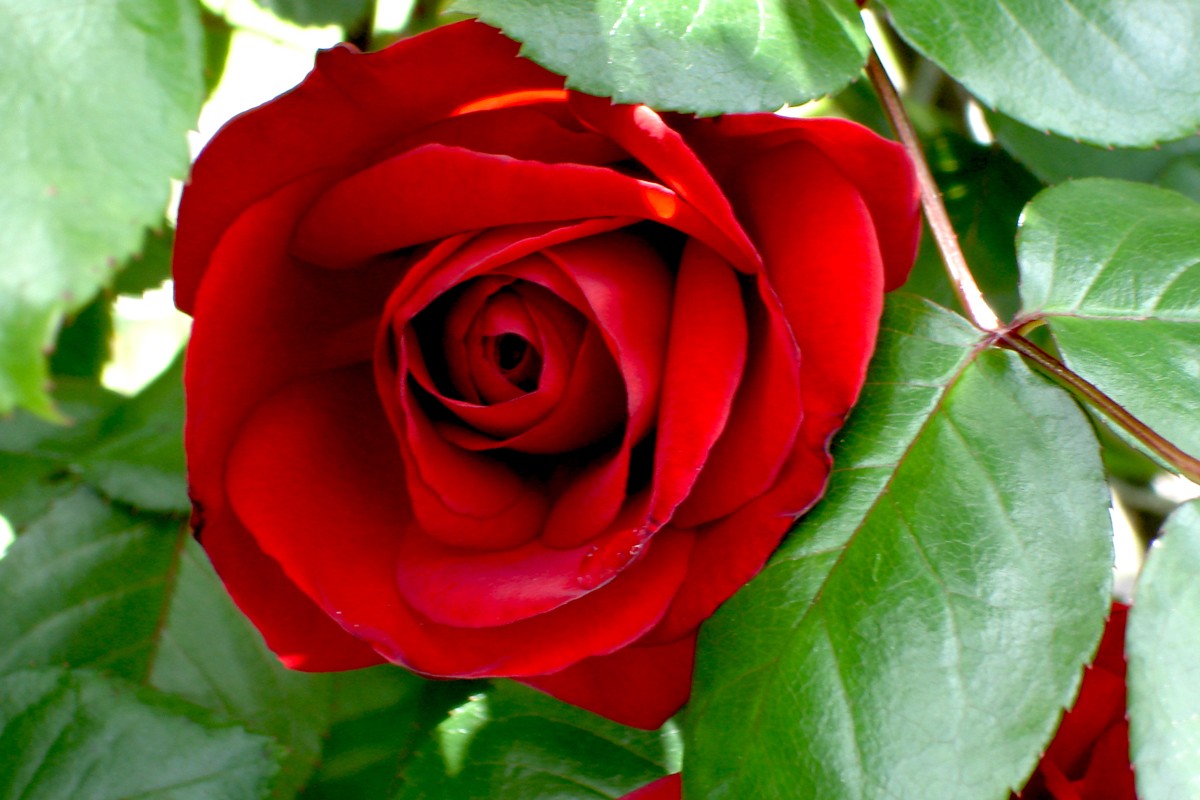 rose red bush