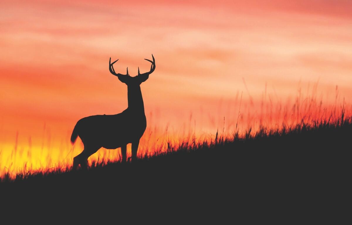 A deer at sunset