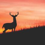 A deer at sunset