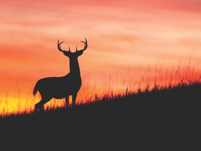 A deer at sunset