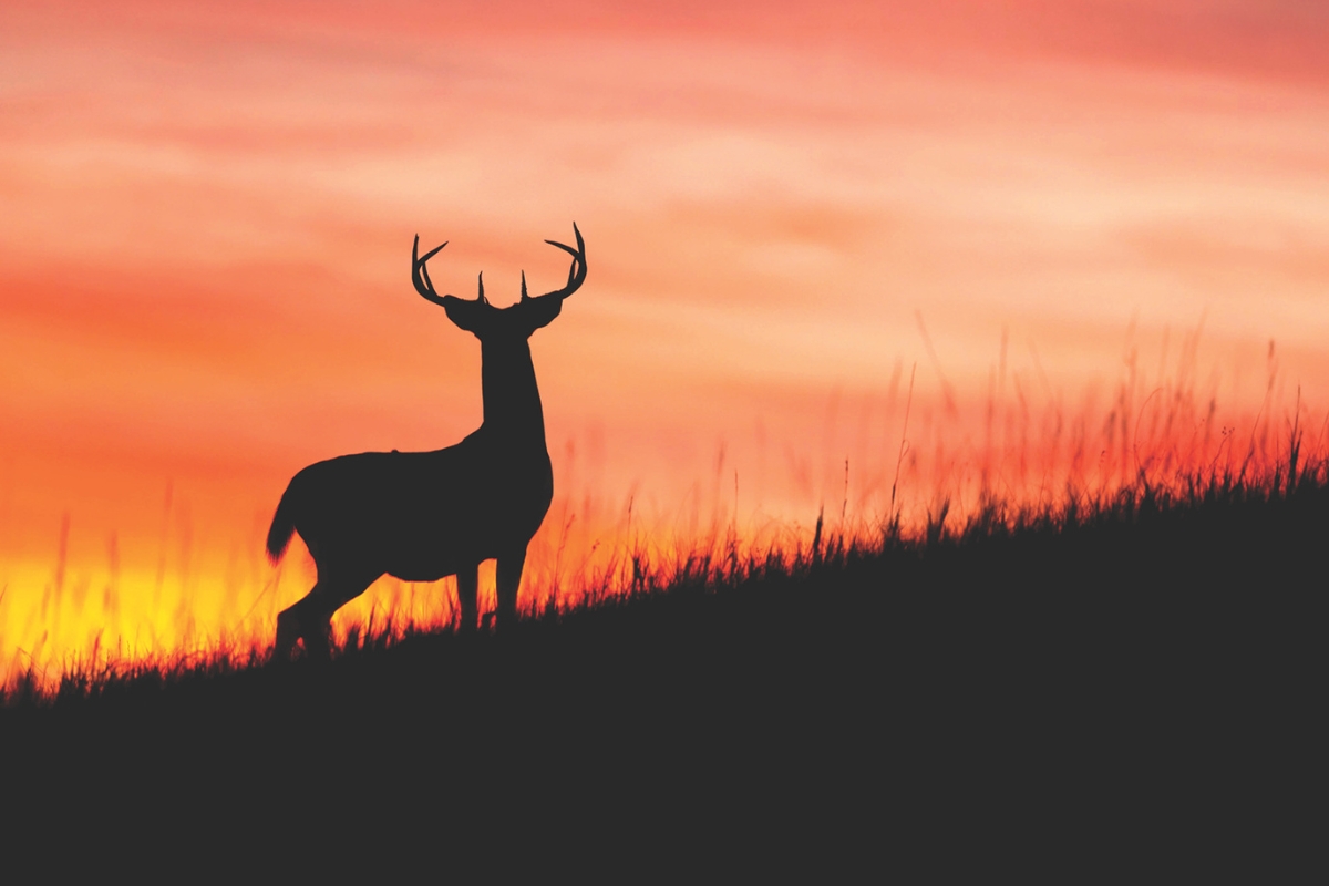 A deer at sunset