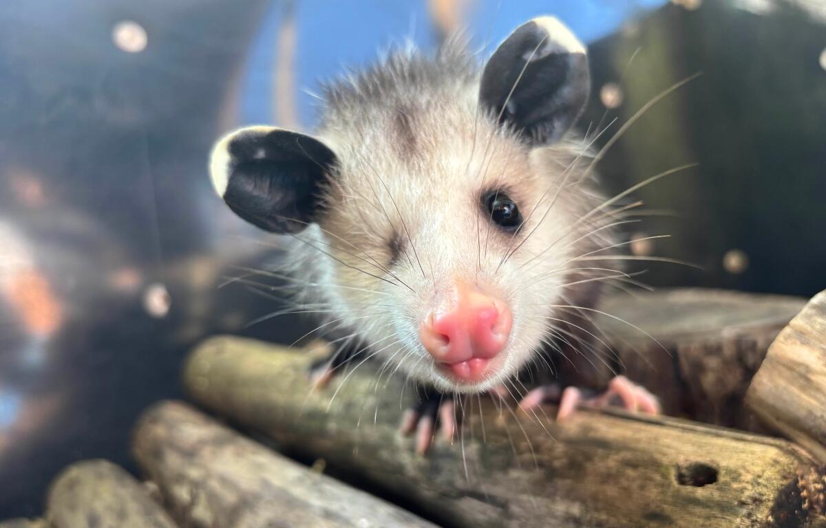 Up close of Lucy the possum.