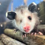 Up close of Lucy the possum.