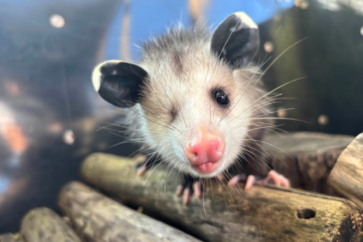 Up close of Lucy the possum.