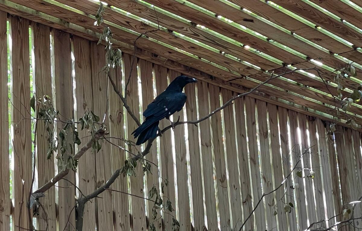 The raven sits on a tree branch.